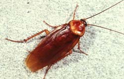 American cockroach picture