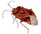 Cockroach