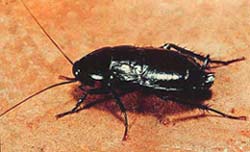 Oriental cockroach picture