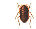 cockroach picture